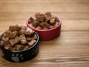 Can You Warm Up Dog Food? Vet Approved Facts & Tips