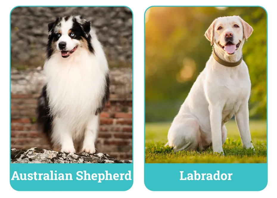 Australian Shepherd vs. Labrador