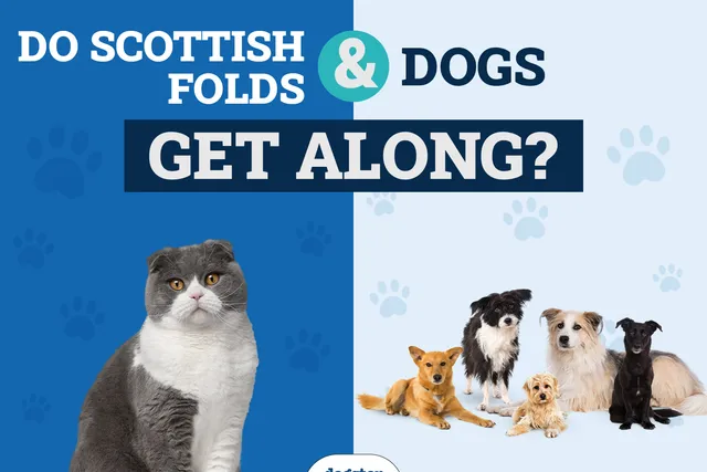 Do Scottish Folds Get Along With Dogs? Introduction & Safety Tips