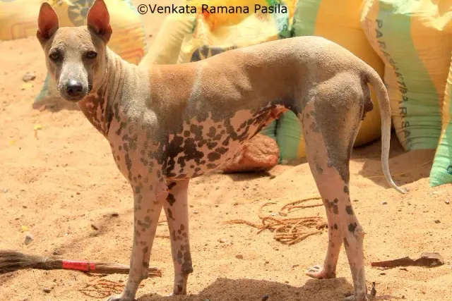 Jonangi Dog Breed: Info, Pictures, Care Guide & More