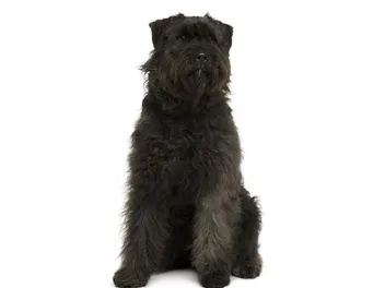 Bouvier des Ardennes Dog Breed: Info, Pictures, Care & Traits