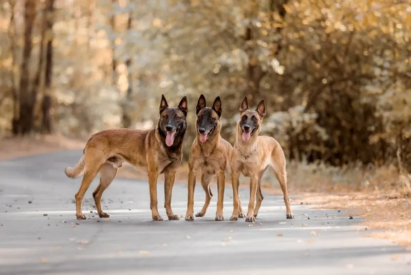 Three-Belgian-shepherd-dog-in-the-wood