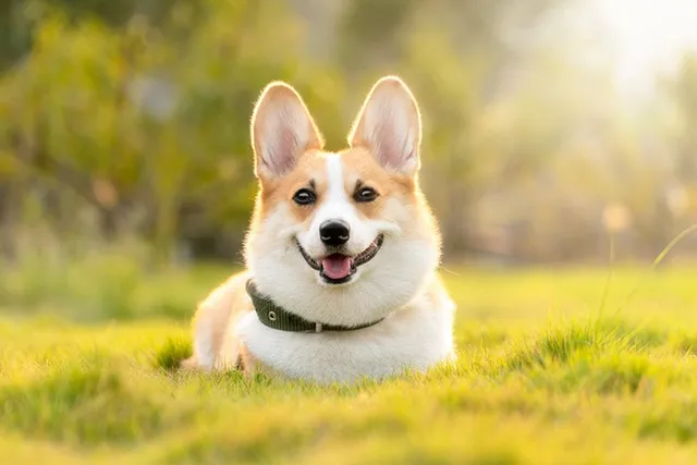 Is a Corgi a Good Herding Dog? (Breed History & Purpose)