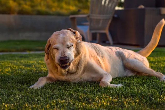 Environmental Allergies In Dogs: Signs, Causes & Treatments (Vet Answer)