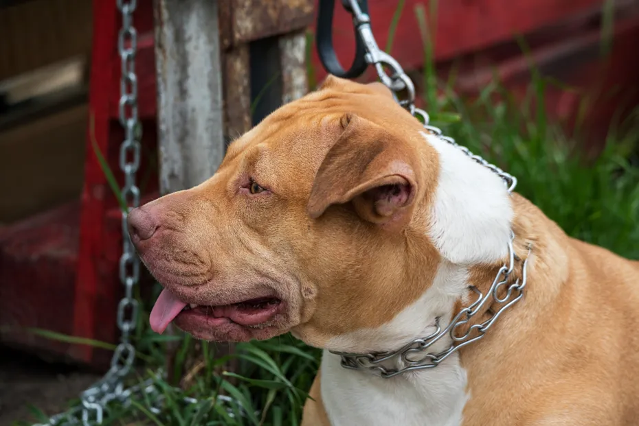 dog wearing a prong training collars
