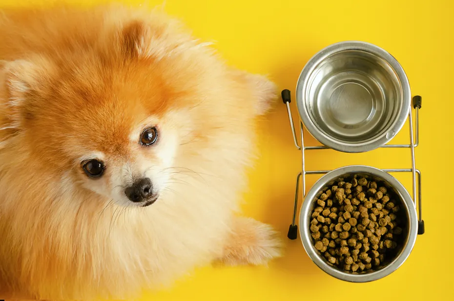 Pomeranian dog beside her food and water bowls