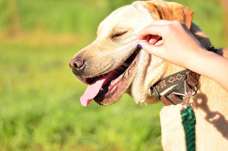 Do Dogs Have a Good Sense of Humor? The Interesting Answer!
