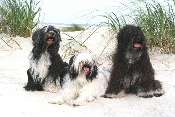 Tibetan Terrier Dog Breed: Info, Pictures, Facts & Traits