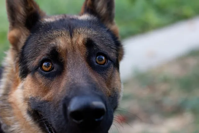 Do Dogs Have Eyebrows? Vet-Verified Canine Facts