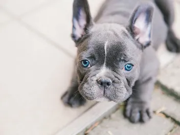 Blue French Bulldog: Info, Pictures, Origin & History