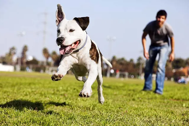10 Off-Leash Dog Parks in Nashville, TN You Can Visit in 2026