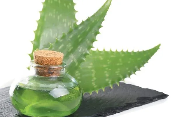 Aloe vera plant. Photography by ©Guy45 | Getty Images.