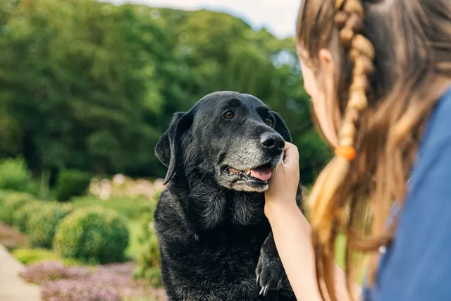 Can You Teach an Old Dog New Tricks? Vet-Verified Facts & Tips