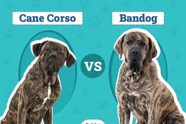 Are Cane Corsos and Bandogs (Bandogges) the Same Breed? Facts & FAQ