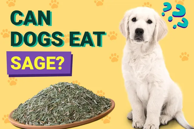 Can Dogs Eat Sage? Vet Approved Facts & FAQ