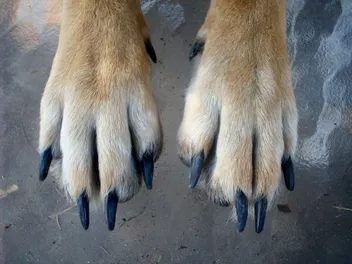 Why Do Dogs Not Like Their Paws Touched? 10 Possible Reasons & Vet-Approved Tips
