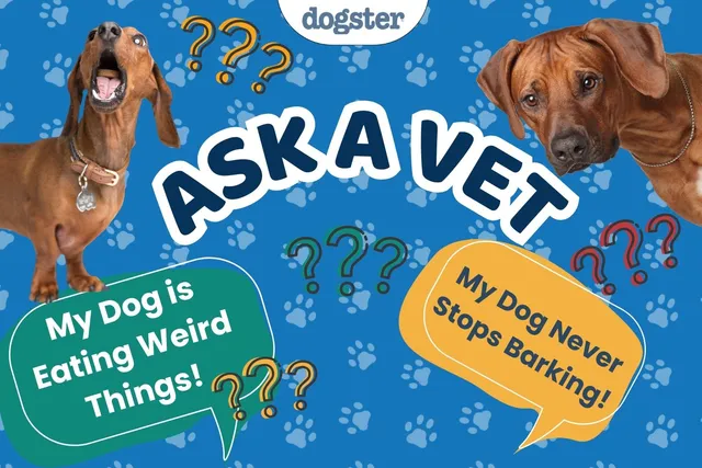 Ask Dr. Paola - Help! Are Bark Collars Inhumane? (March 2, 2026)