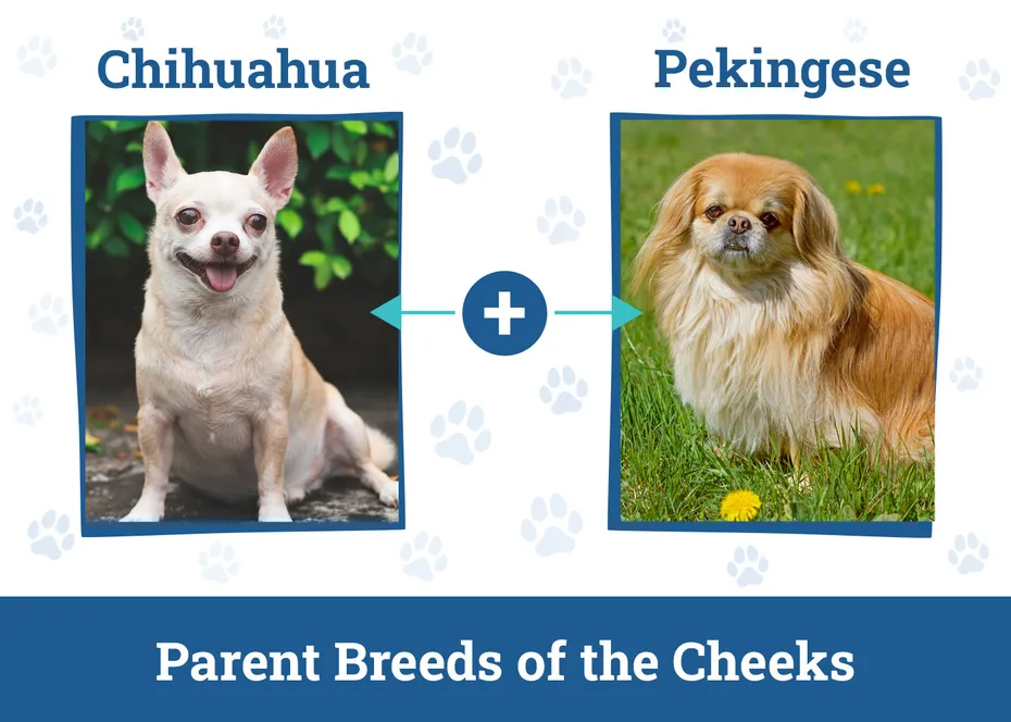 Parent Breeds of the Cheeks