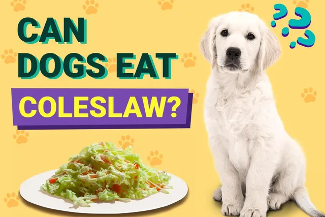 Can Dogs Eat Coleslaw? Vet-Verified Facts & FAQ