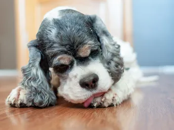 Why Does My Dog Bite His Nails? 7 Reasons & Ideas to Redirect It (Vet Answer)