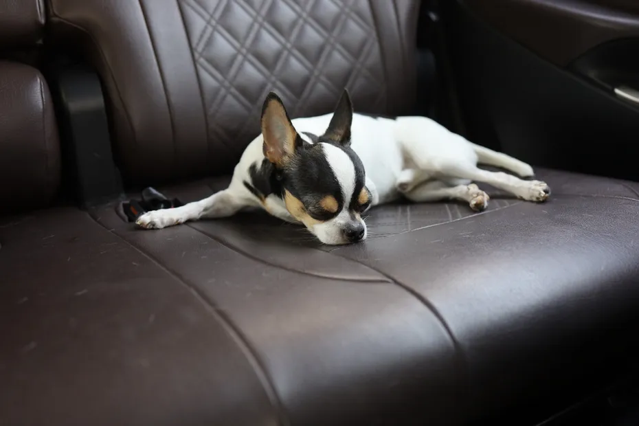 dog sleeping or not feeling well in the car