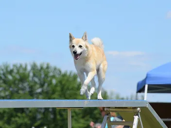 Norwegian Buhund Dog Breed: Info, Pictures, Care & More