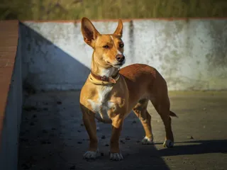Portuguese Podengo Dog Breed Guide: Info, Pictures, Care & More