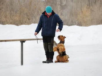How to Train an Airedale Terrier: 6 Vet-Approved Tips