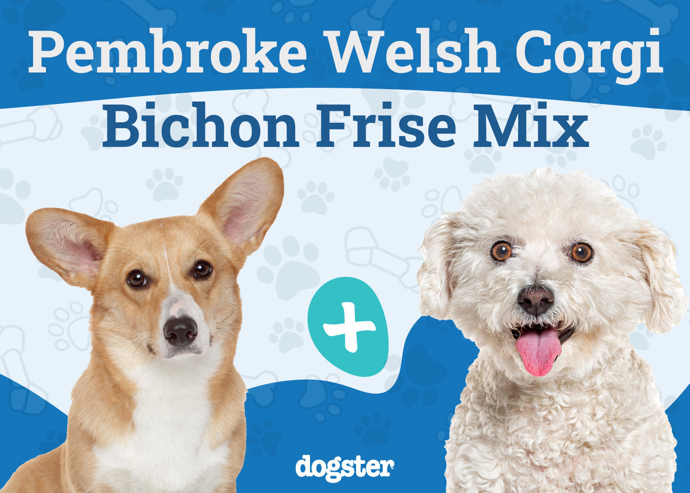 Corgi Bichon Mixed Dog Breed