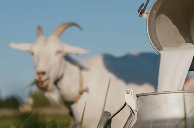 Goat’s Milk for Dogs: Vet Reviewed Benefits, Uses & More