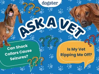 Ask Dr. Paola - Help! Can Shock Collars Cause Seizures? (June 1, 2026)