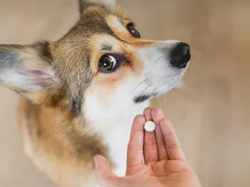Can I Give My Dog Aspirin for Arthritis? Vet-Reviewed Safety Guide