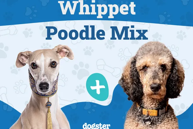 Whipoodle (Whippet Poodle Mix): Info, Pictures, Care Guide & More