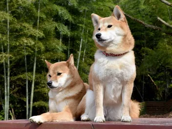 Will a Shiba Inu Be Good With Another Dog? Vet-Reviewed Breed Temperament & Introduction Tips