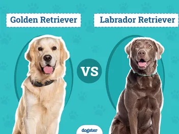 Golden Retriever vs Labrador Retriever: The Key Differences (With Pictures)