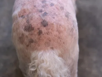 Do Dogs Get Liver Spots? Our Vet Explains the Causes, Treatment & FAQ