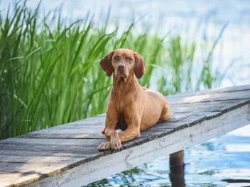 14 Dogs Similar to Vizslas (With Pictures)