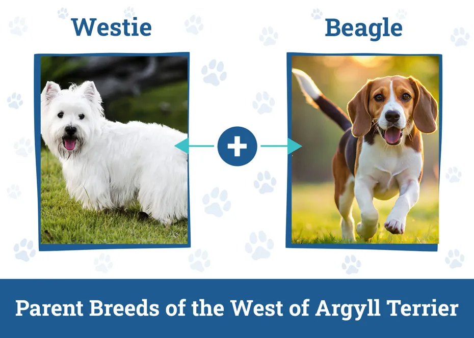 Parent Breeds of the West of Argyll Terrier