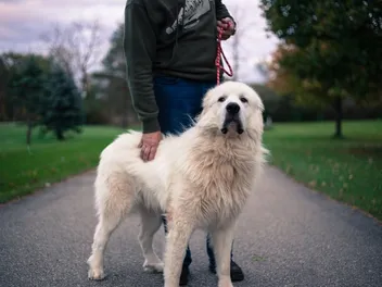8 Top Guard Dog Breeds: Info, Pictures, Origin & History
