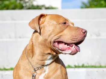 Pitbull Mastiff Mix Dog Breed Guide: Info, Pictures, Traits & Care