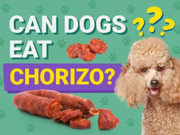Can Dogs Eat Chorizo? Vet Approved Nutrition Facts & Risks