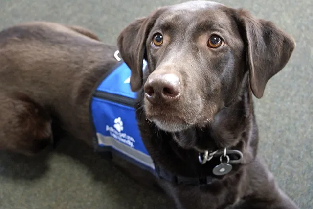 How to Certify a Service Dog: 5 Vet-Verified Steps