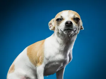 Why Do Dogs Put Their Ears Back? Vet-Approved Guide to Ear Positions