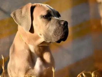 Fawn Cane Corso Dog Breed: Info, Pictures, Origin & History