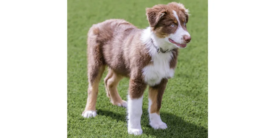 Red Tri Australian Shepherd puppy in the grass