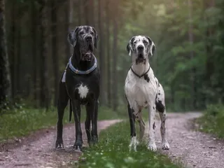 10 Interesting Great Dane Facts You Might Not Know
