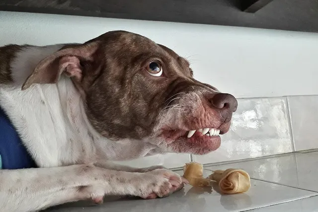 Can Dogs Be Schizophrenic? Vet-Verified Mental Health Facts