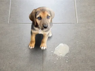Why Does My Dog Throw Up When I Leave the House? Vet-Approved Explanation