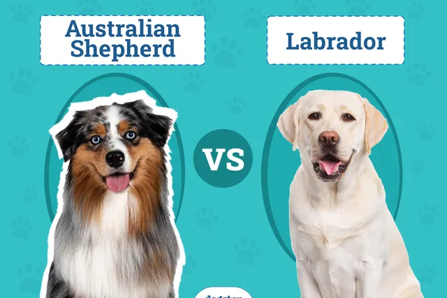 Australian Shepherd vs. Labrador: Breed Comparison (With Info & Pictures)