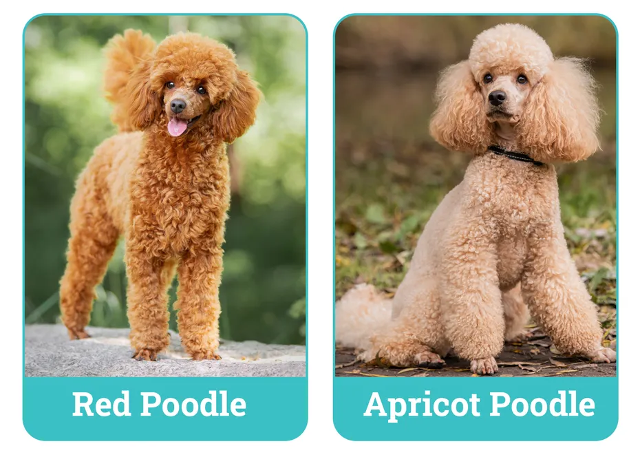 Red vs Apricot Poodle